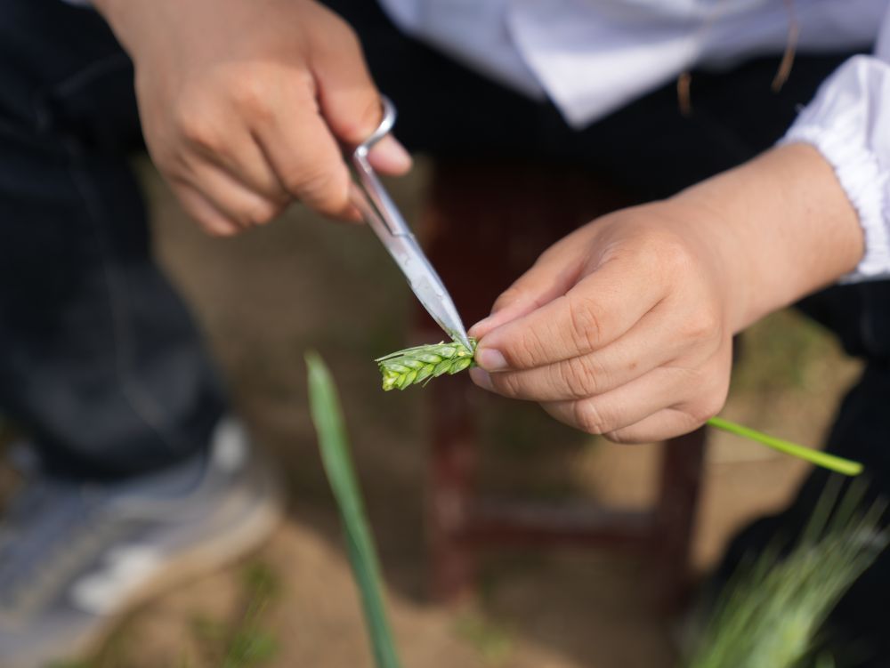 新華社：培育優(yōu)質種子 青春力量在行動