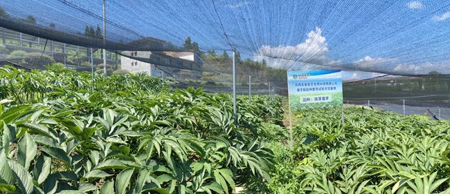 助云貴川陜4省1000余名群眾增收 陜西糧農(nóng)集團(tuán)開(kāi)出靠魔芋“惠農(nóng)”好清單