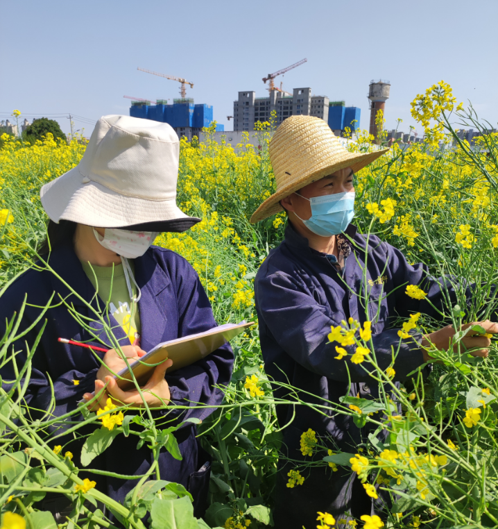 種業(yè)集團：楊凌高科全力以赴開展油菜品種田間純度鑒定和“兩菜”市場調研活動
